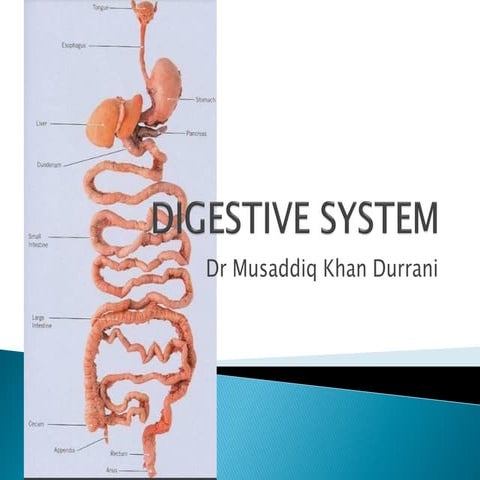 Digestive System Review anatomy for allied