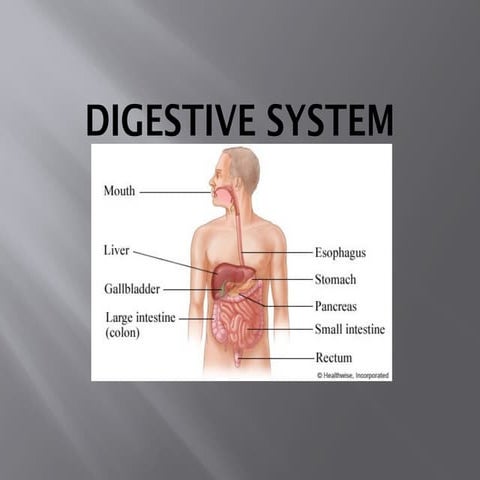 digestive system.pptx it is one of the most important systems | PPTX