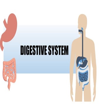 Digestive System powerpoint presentation