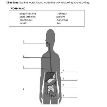 Digestive System in grade 8 students.pptx