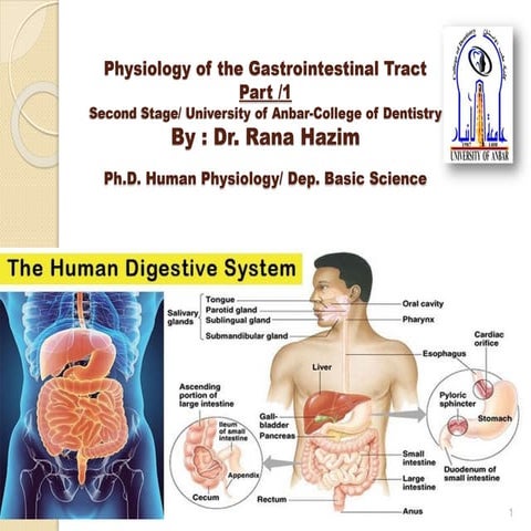 Digestive System Powerpoint Grade 8.pptx