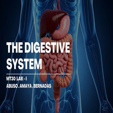 Comprehensive Overview of the Human Digestive System and Histology | PDF