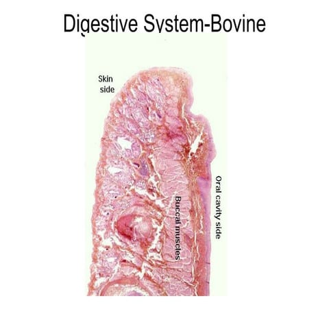 Digestive system bovine