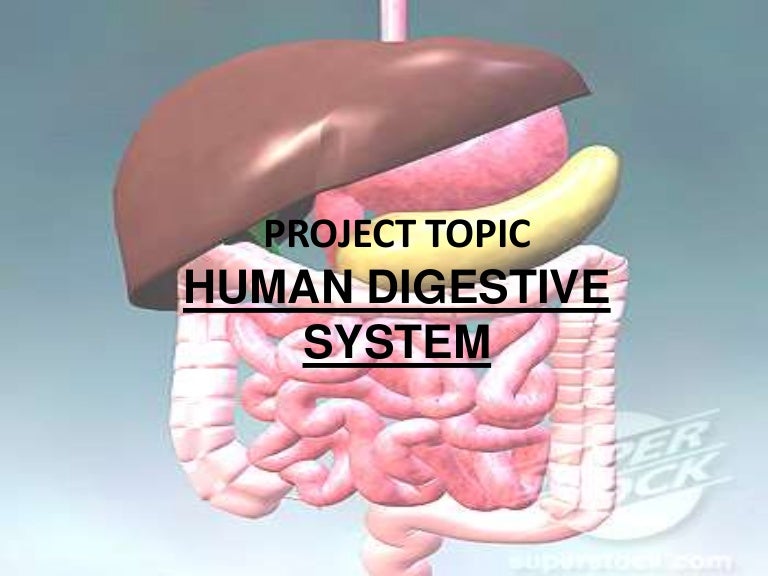 Digestive system