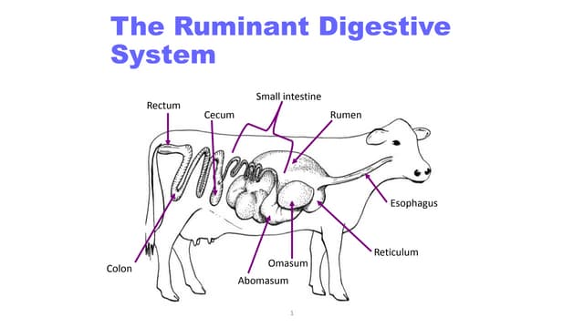 functional anatomy of digestive system of ruminants.pptx