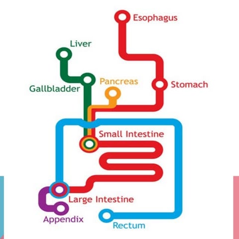 Digestive system 3.3 (m2)