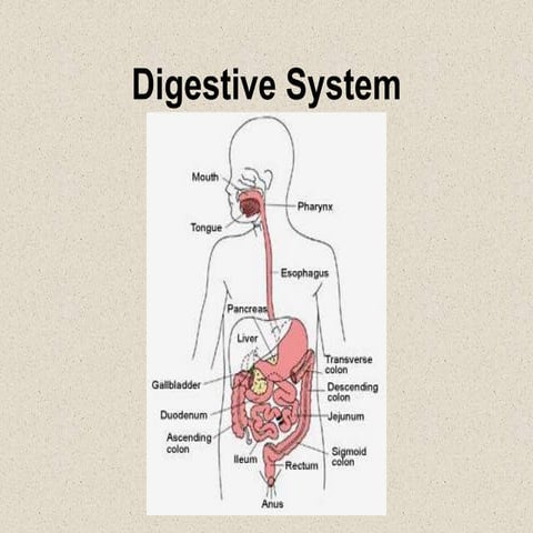 Digestive System 8.pptkjvjhvjhvhvhkvkvkvk