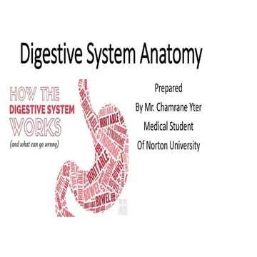 Digestive system anatomy clinic