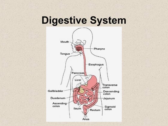 CSEC BIO Digestive_Juices_Presentation.pptx
