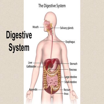 Digestive_systemand_Excretory_System.ppt