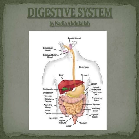 Digestive System Procedures | PPTX