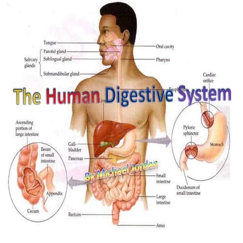 Digestive system
