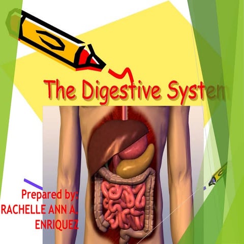 Digestive system enriquez