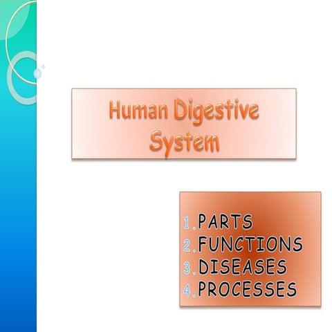 Digestive System