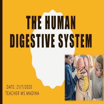 Digestive system 