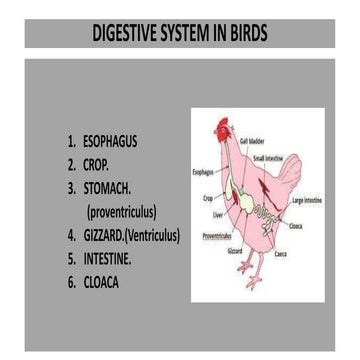 Digestive system in birds
