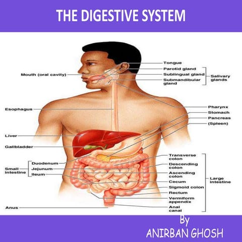 Digestive system in human body