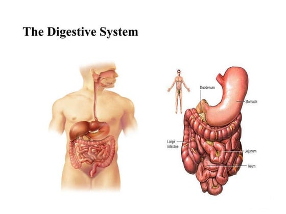 Digestive system of Insects | PPT