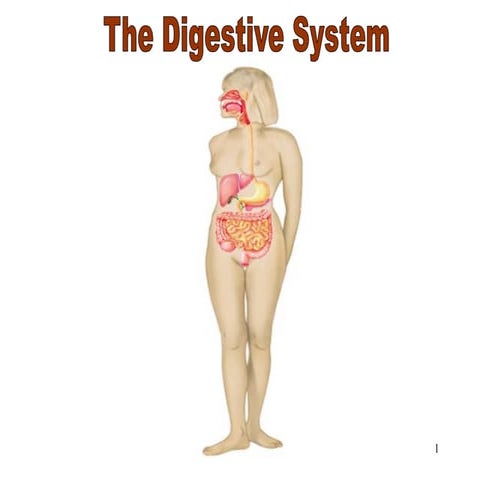 digestive_system_notas vir die graad 11 leerders