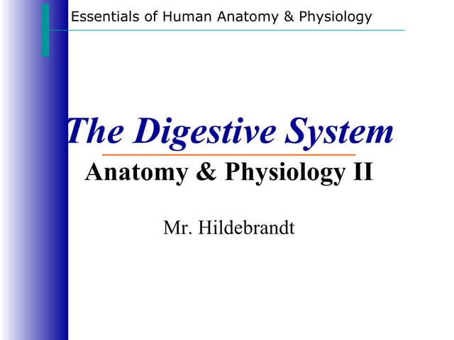 Digestive System Notes