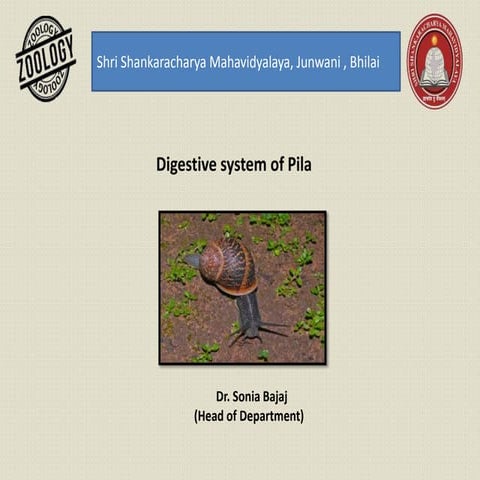 Digestive system of pila