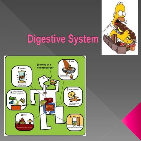 Digestive system organs 