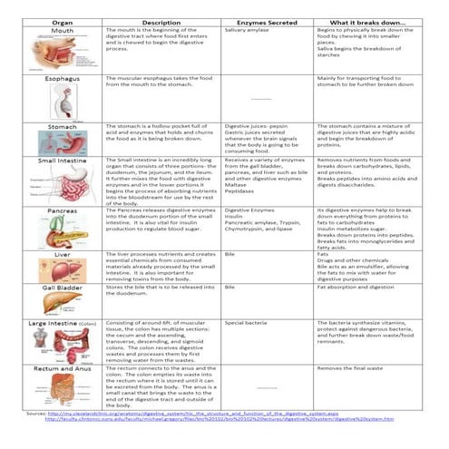 Digestive System Organs Chart.pdf