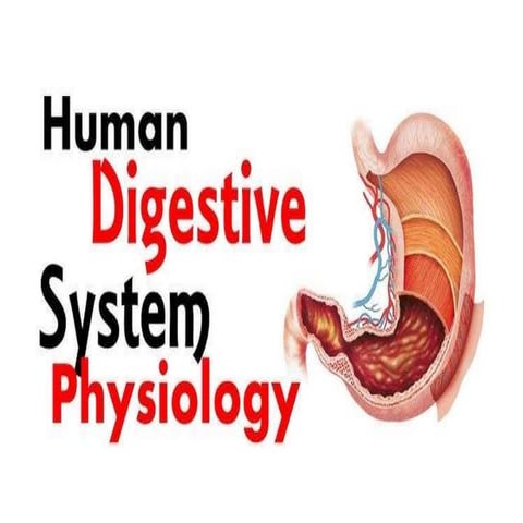Digestive system physiology.pptx