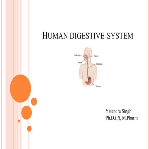 Digestive System Yatendra Singh
