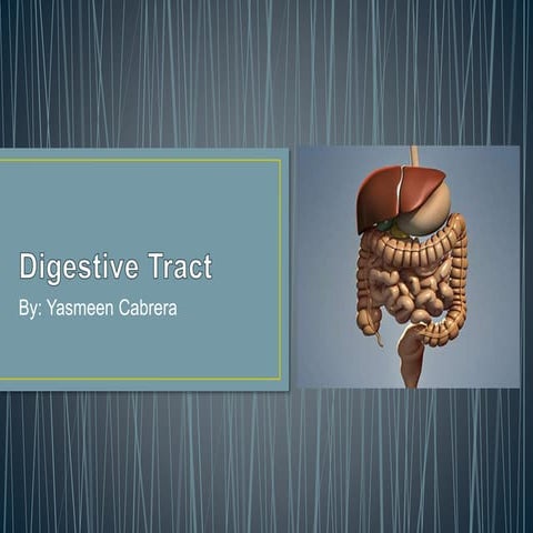 Digestive tract (Histology)