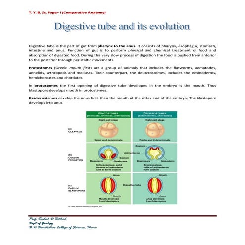 Structure, Development And Evolution Of The Digestive System – CDFSU