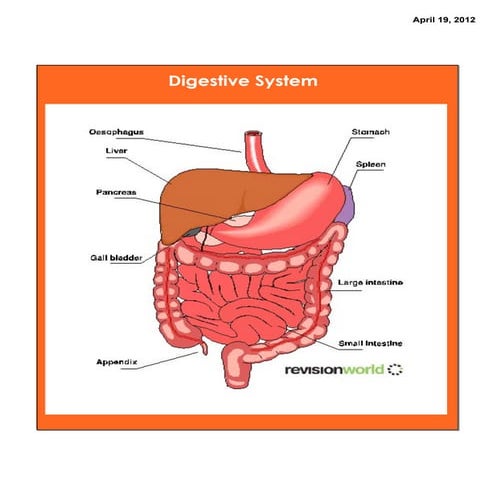 Digestive & urinary systems & nutrition course notes