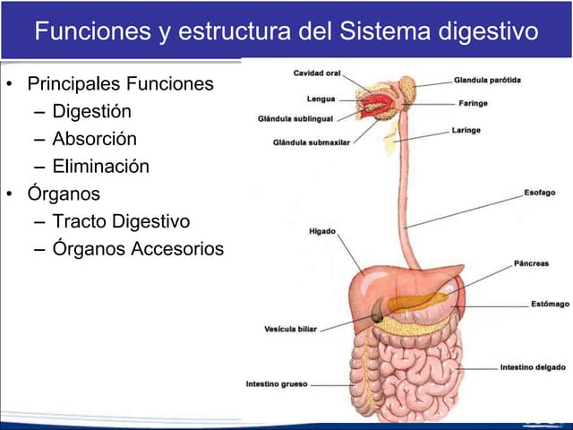 Sistema Digestivo