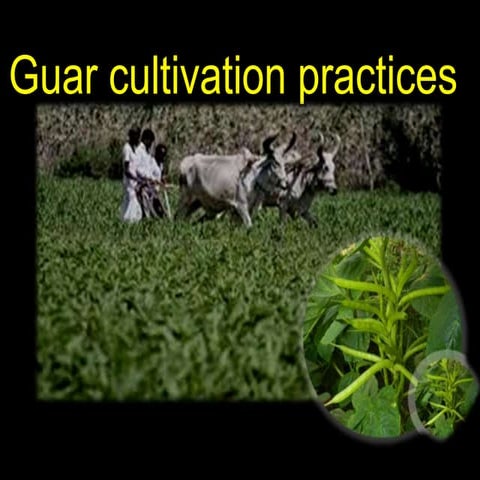 cultivation practices of guar/cluster bean