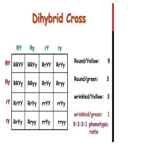 Dihybrid cross, Chromosomal; theory of inheritence, linkage and recombination 