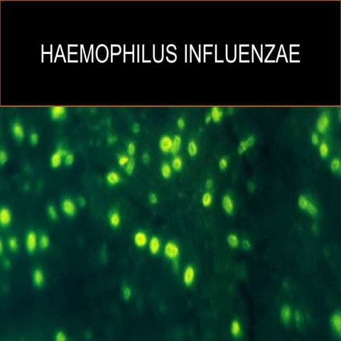 Haemophilus influenzae