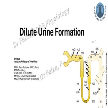 Mechanism of Dilute Urine formation by Kidneys