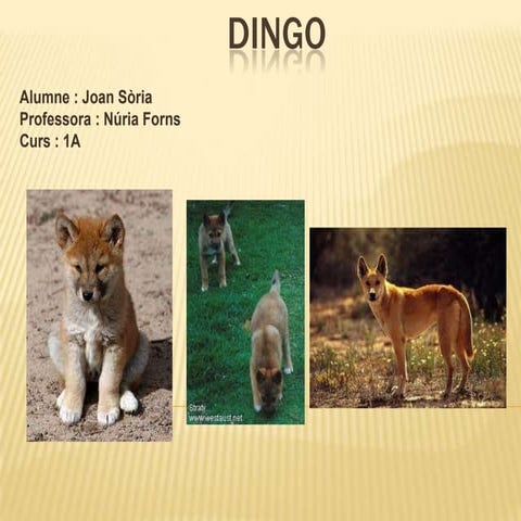 Dingo | PPTX