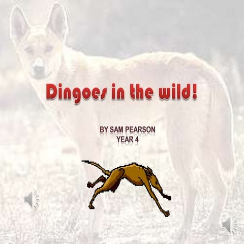 Dingo presentation for ddiploma | PPT