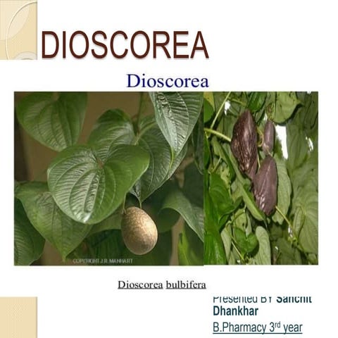 Dioscorea