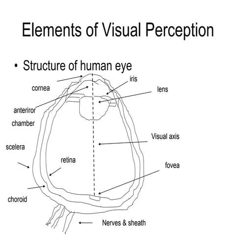 Elements of visual perception | PDF