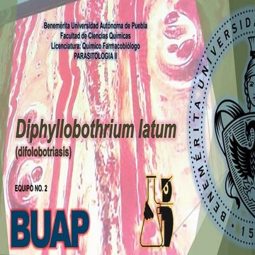 Diphyllobothrium latum clase