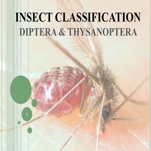 DIPTERA & THYSANOPTERA.pptx