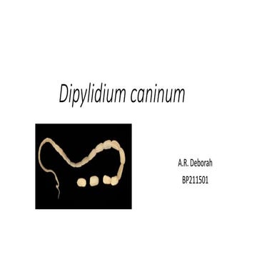 Dipylidium caninum.pptx