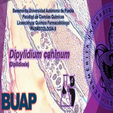 Dipylidium caninum  clase