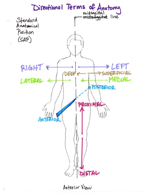 Anatomy Directional Terms Examples – OVNI
