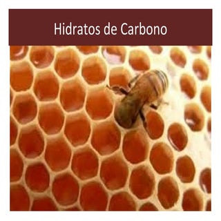 Disacáridos y polisacáridos 06 12-11