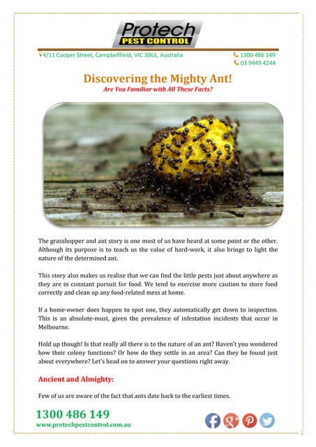 Discovering the Mighty Ant!
