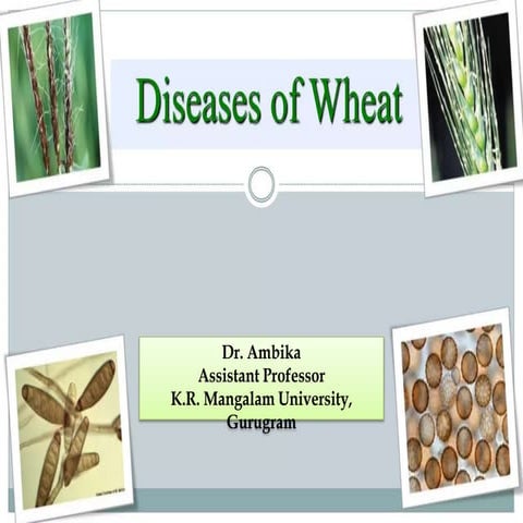 DISEASE OF WHEAT.pptx