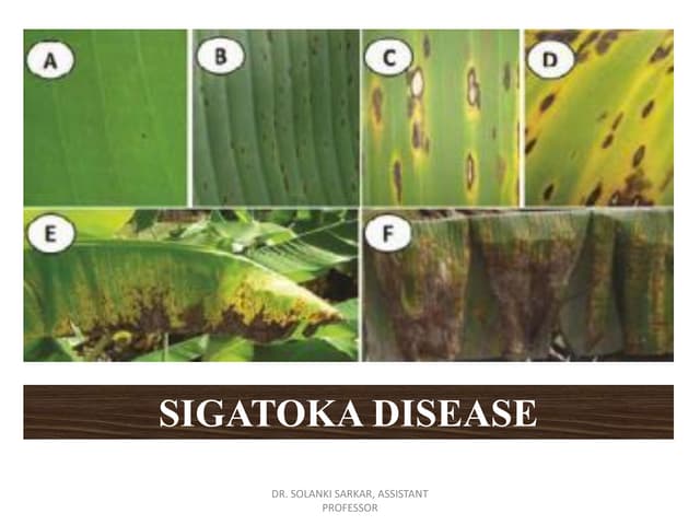 Common Banana Diseases: Identification and Management